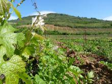 Les actualités et les références de Provence Ecoconseil au Muy 50.jpg